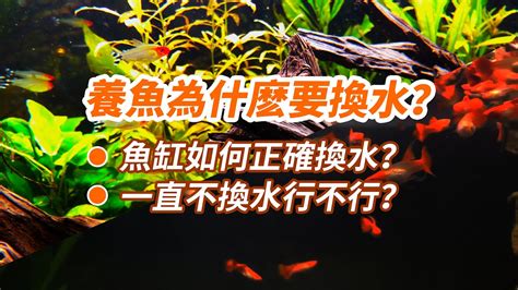 魚缸不養魚可以養什麼|[閒聊] 超懶人不養水就養魚的經驗談